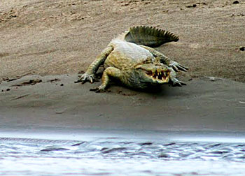 A caiman shows its teeth on the riverbank.