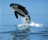 A jumping orca.