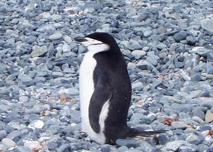 Chinstrap penguin