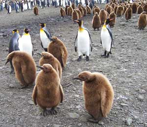 Gentoo penguins and their chicks - photos by Chloe JonPaul antarctica