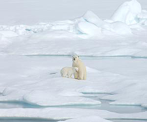 A polar bear with her cub