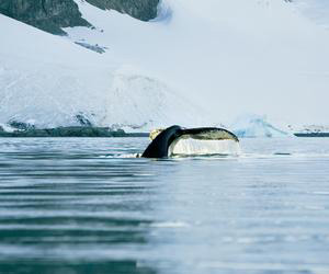 A whale breaches the arctic waters. 