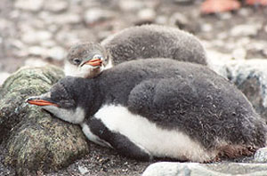 Gentoo penguin chicks