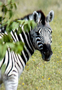 A zebra in Namibia. Photos by Janis Turk.