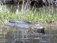 Resident of Alligator River.