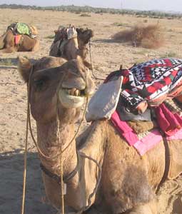 A camel smiles for the camera. Camel trekking Photos by Marika Hill