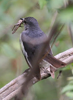A Robin Magpie with a grasshopper