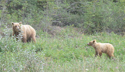 Mama grizzly bear and cub.