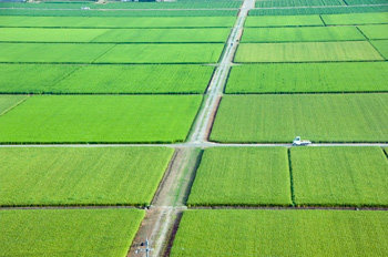 Rice fields