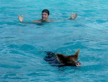 Will McGough swims with pigs in the Bahamas.