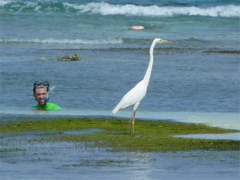 Egret next to a snorkler on the beach in Cancun, Mexico. photos by Cindy Bigras.