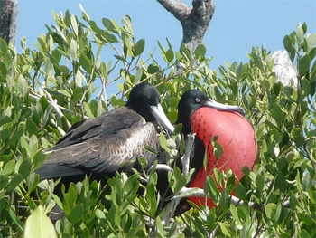 Frigate male with red chest tries to impress a prospective mate on Isla Contoy, near Cancun, Mexico.