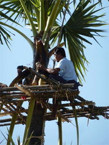 Tapping a palm tree.