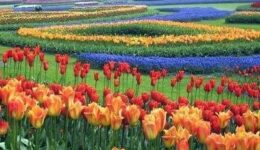 Floriade-flowers