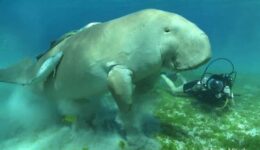 Diving with a dugong in the Red Sea with Sub Sanai. Armin Mueck photo.