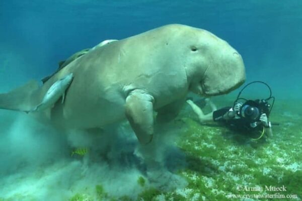 Diving with a dugong in the Red Sea with Sub Sanai. Armin Mueck photo.