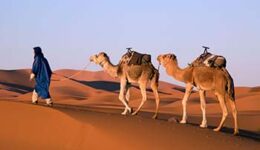 morocco-camels