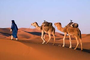 Camel Safari in the Thar Desert morocco-camels