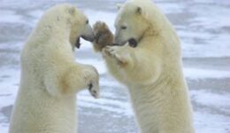 Polar bears in Churchill