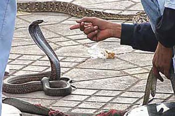 snake charmer 1