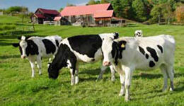 vermont-cows2-1