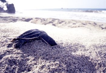 LeatherbackTurtle