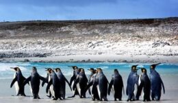 Falkland penguins