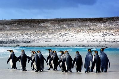 Falkland penguins