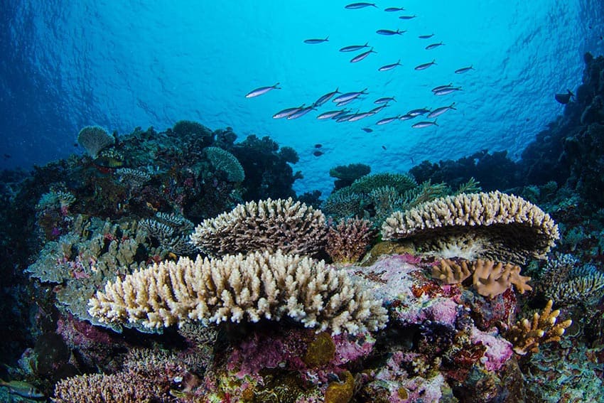 Palau is greatly known for its incredible coral reefs. 