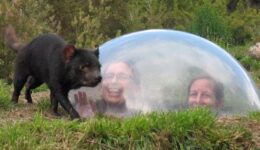 Tasmanian Devil Unzoo near Hobart Tasmania.