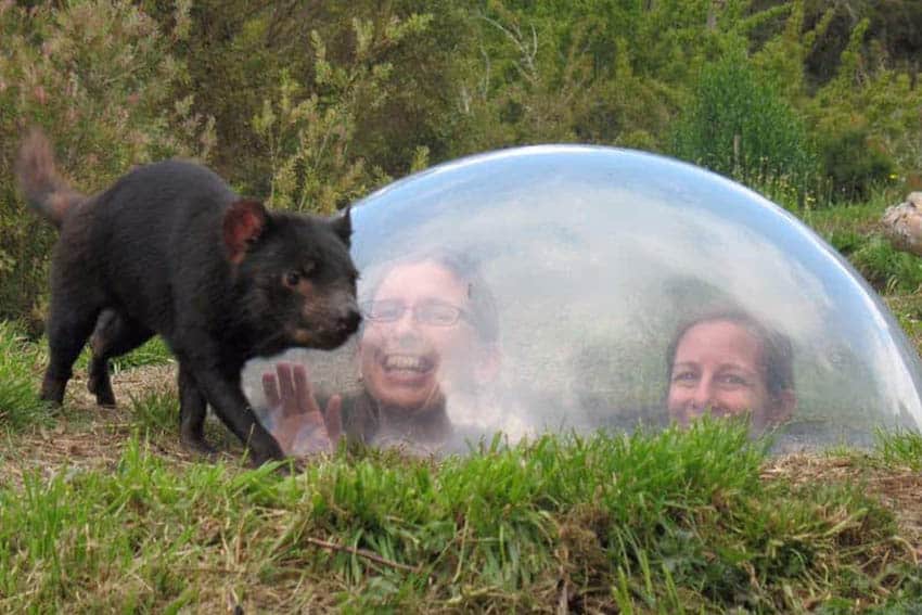tasmanian devil unzoo Tasmanian Devil Unzoo near Hobart Tasmania.