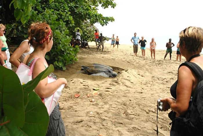 A turtle laying eggs in Tobago.