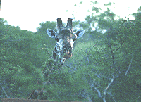 A giraffe peeks out at the author in Kruger National Park. photo: Kent E. St. John.