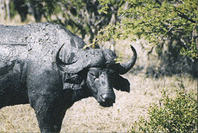 Face to muddy face with a water buffalo in South Africa. photo Kent E. St. John
