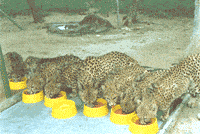 Breakfast time at the Hoedspruit Endangered Species Center in South Africa.