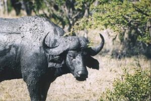water buffalo