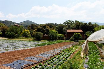 farm fields