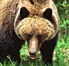 Sea Kayaking in British Columbia 6 A grizzly bear in Canada