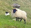 Achill Island, Ireland: Destination Guide 3 A ewe and a lamb in Ireland