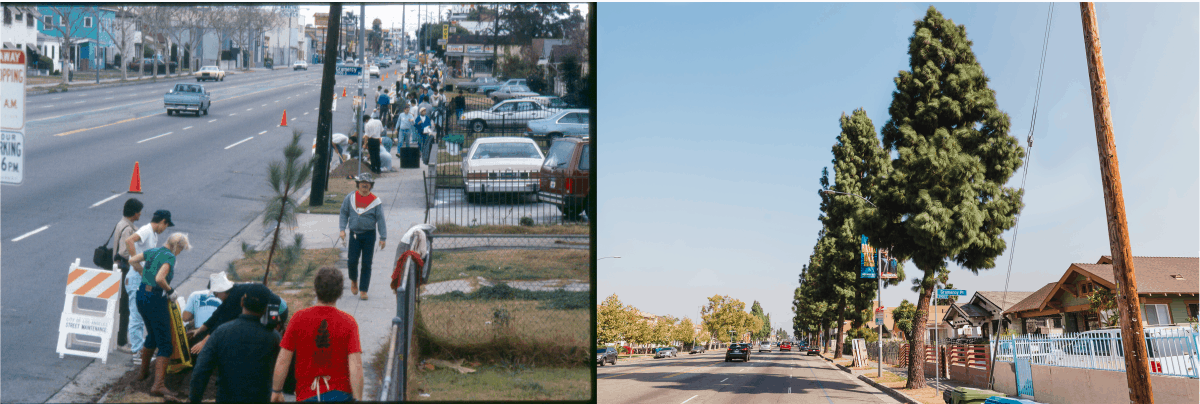 South Los Angeles, 1992, left, and 2014, right with the trees planted by Tree People.