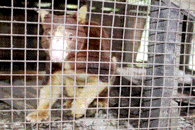 unhappy tree kangaroo. They are endangered, but some poorer tribes still eat them or display them to horrified tourists.