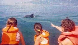 Dolphins in Portugal.