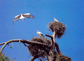 Storks in their nests in the Sado River Estuary, Portugal. 