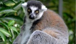 lemurs