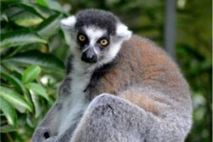 Singapore's Best Attraction: The Zoo lemurs