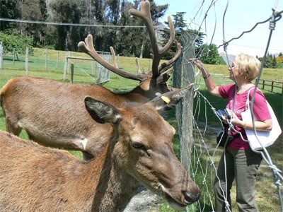 Deer at High Peak Farm, across the lake from Queenstown reached by steamship TSS Earnslaw. photo by Max Hartshorne