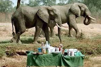 Elephants in front of lunch on the Zambezi River in Zambia.