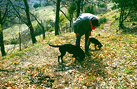 Truffle