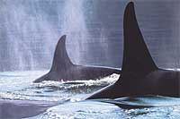 Orca