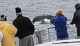 whalewatching
